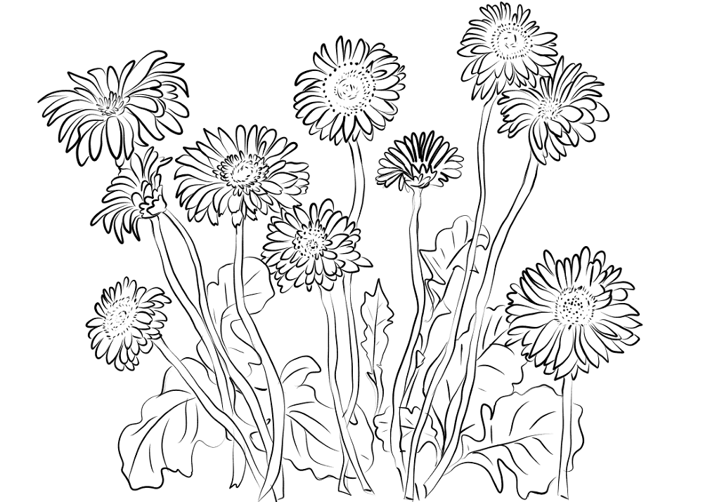 Gerbera Daisies Coloring Page Md Coloring Page — Free Printable — free printable coloring page