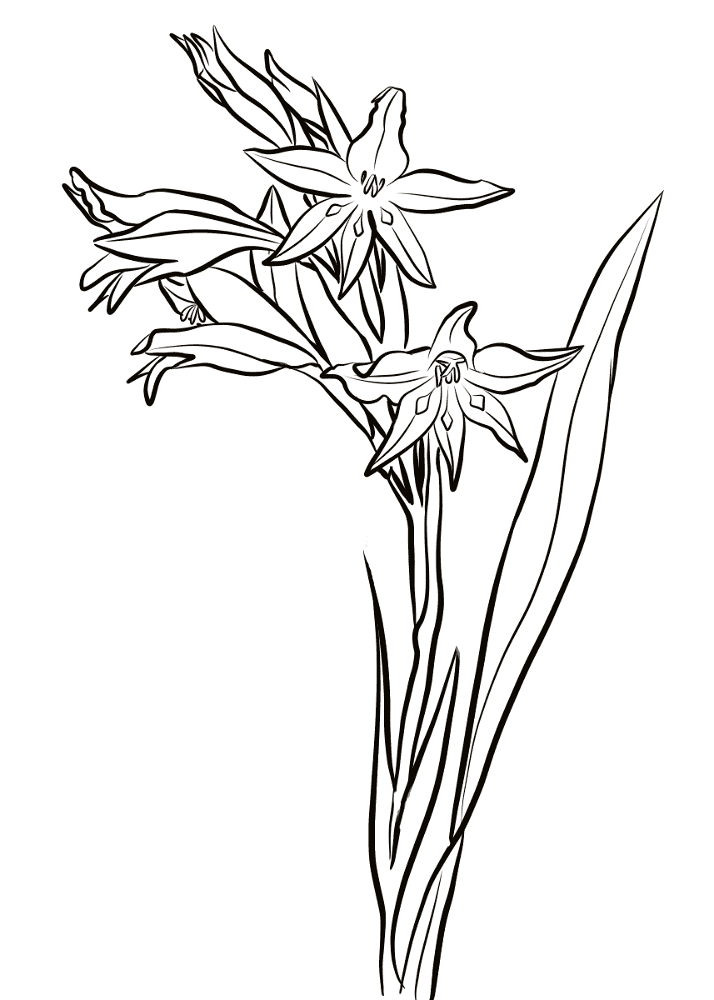 Gladiolus Cuspidatus Coloring Page Md Coloring Page — Free Printable — free printable coloring page