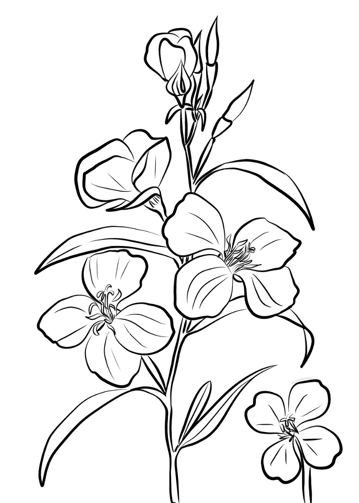 Godetia Rubicunda Coloring Page Md Coloring Page — Free Printable — free printable coloring page