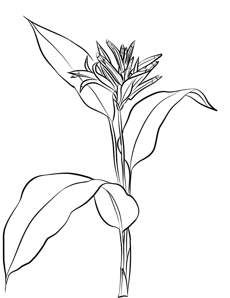 Heliconia Psittacorum Coloring Page Md Coloring Page — Free Printable — free printable coloring page