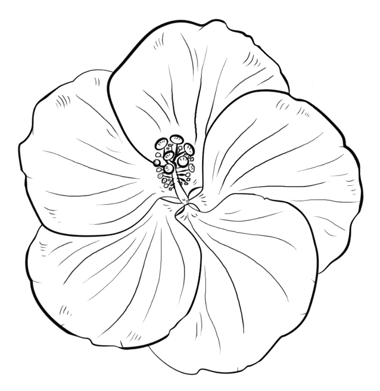 Hibiscus Flower Coloring Page Md Coloring Page — Free Printable — free printable coloring page