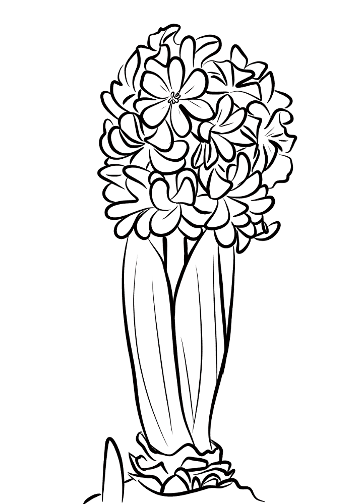 Hyacinthus Coloring Page Md Coloring Page — Free Printable — free printable coloring page
