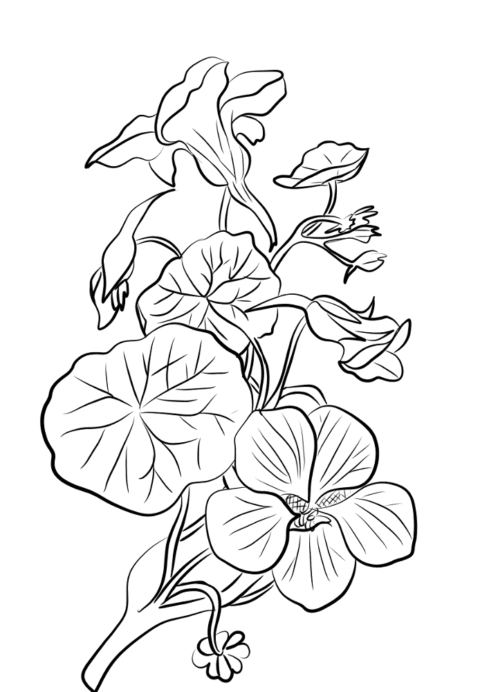 Indian Crefs Nasturtium Coloring Page Md Coloring Page — Free Printable — free printable coloring page