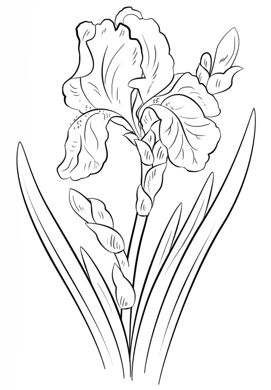 Iris Coloring Page Md Coloring Page — Free Printable — free printable coloring page