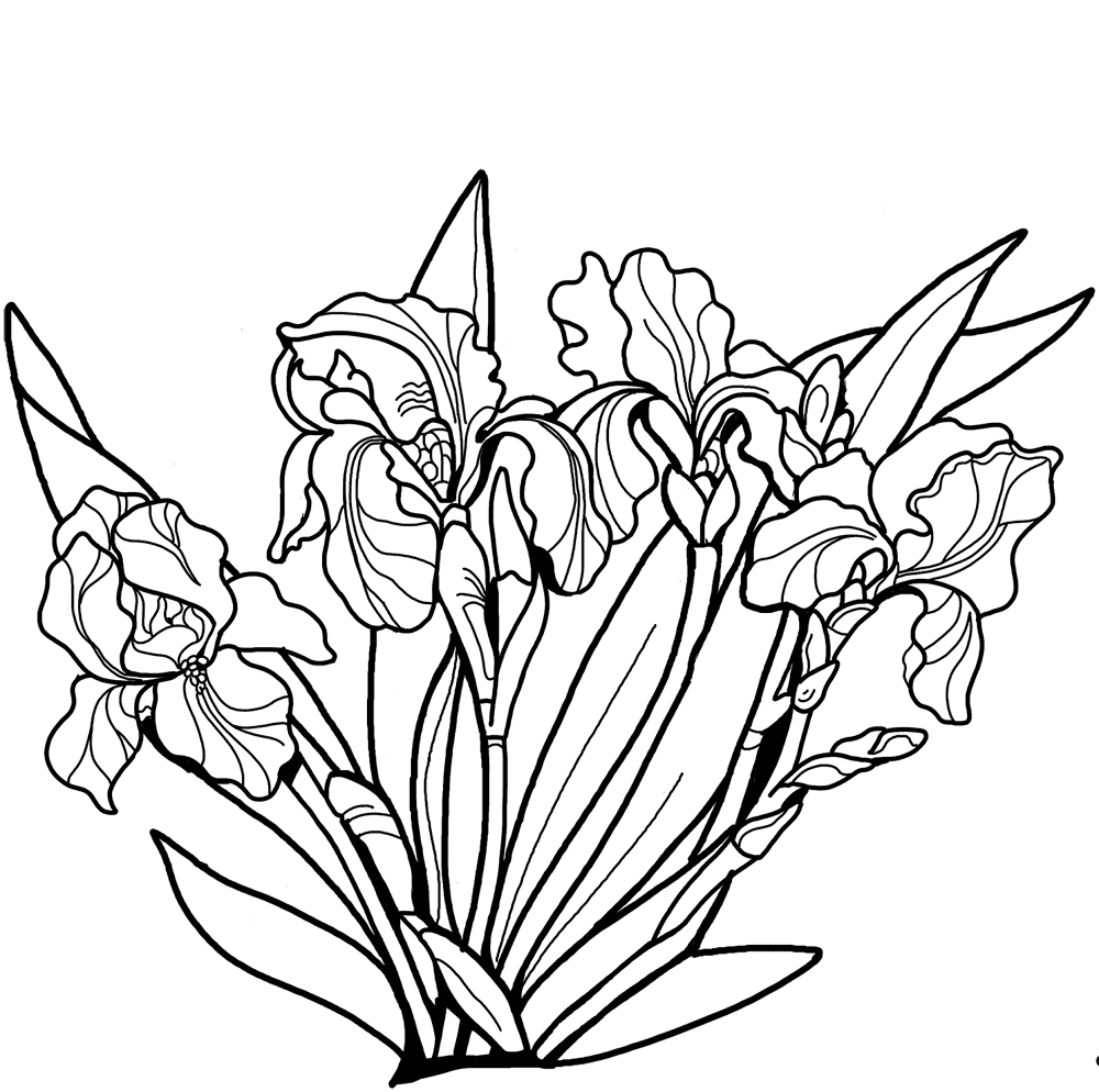 Irises Coloring Page Md Coloring Page — Free Printable — free printable coloring page