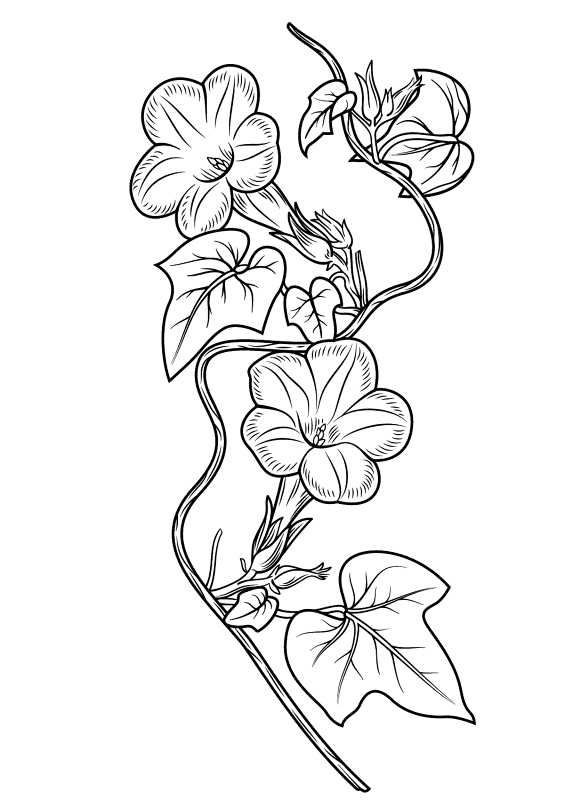 Ivy Leaved Morning Glory Coloring Page Md Coloring Page — Free Printable — free printable coloring page