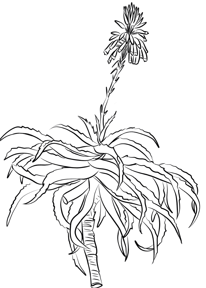 Krantz Aloe Aloe Arborescens Coloring Page Md Coloring Page — Free Printable — free printable coloring page
