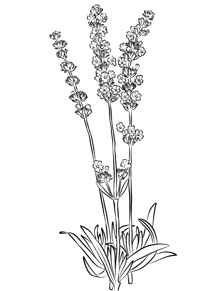 Lavender Coloring Page Md Coloring Page — Free Printable — free printable coloring page