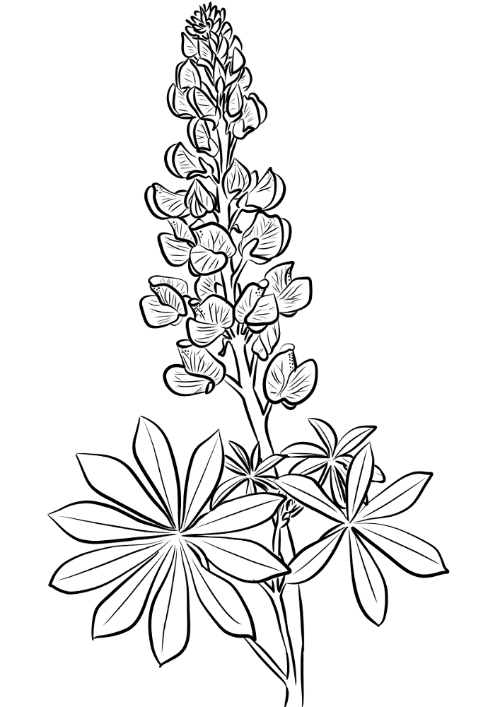 Lupin Coloring Page Md Coloring Page — Free Printable — free printable coloring page