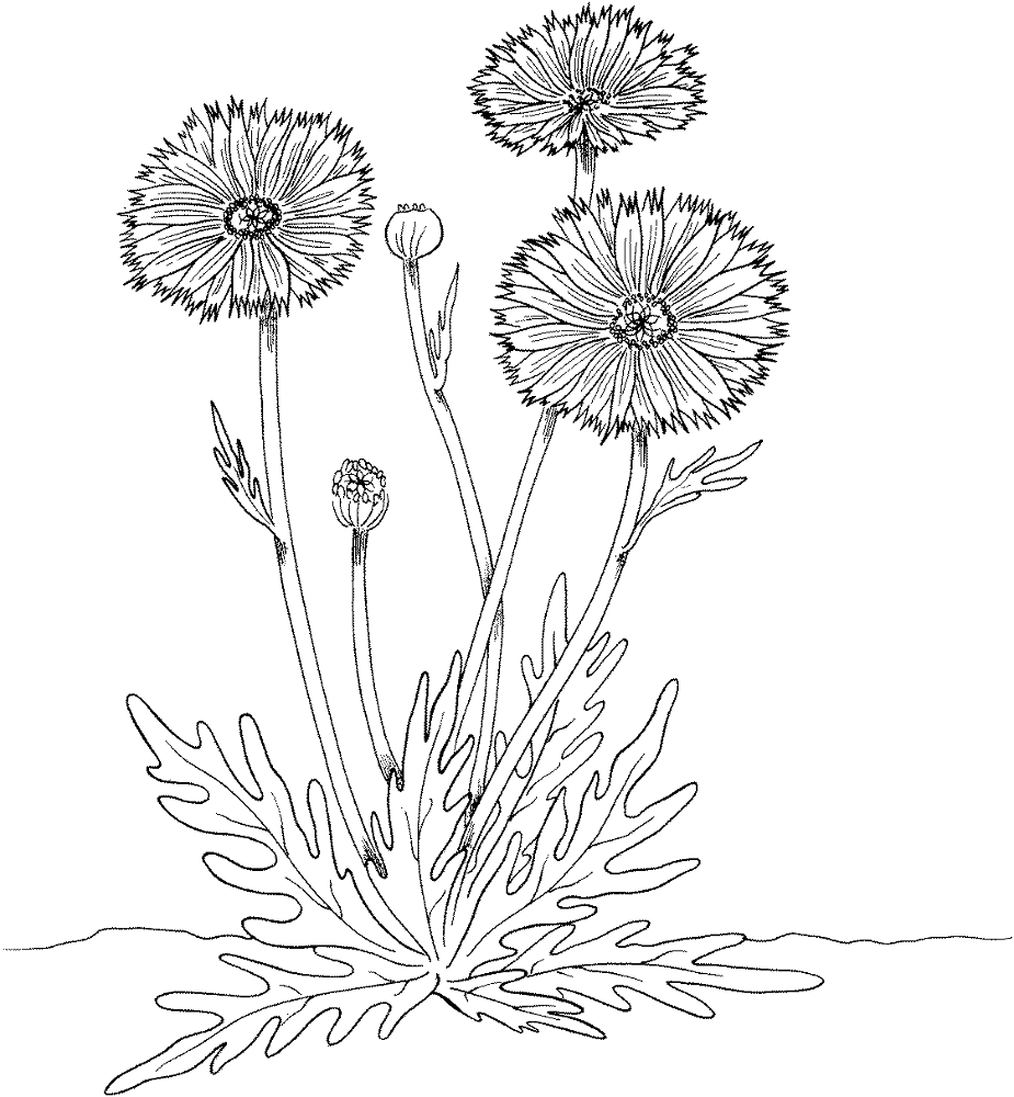Marigold 5 Coloring Page Md Coloring Page — Free Printable — free printable coloring page