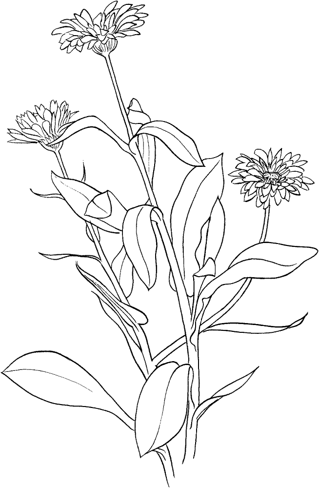 Marigold 6 Coloring Page Md Coloring Page — Free Printable — free printable coloring page