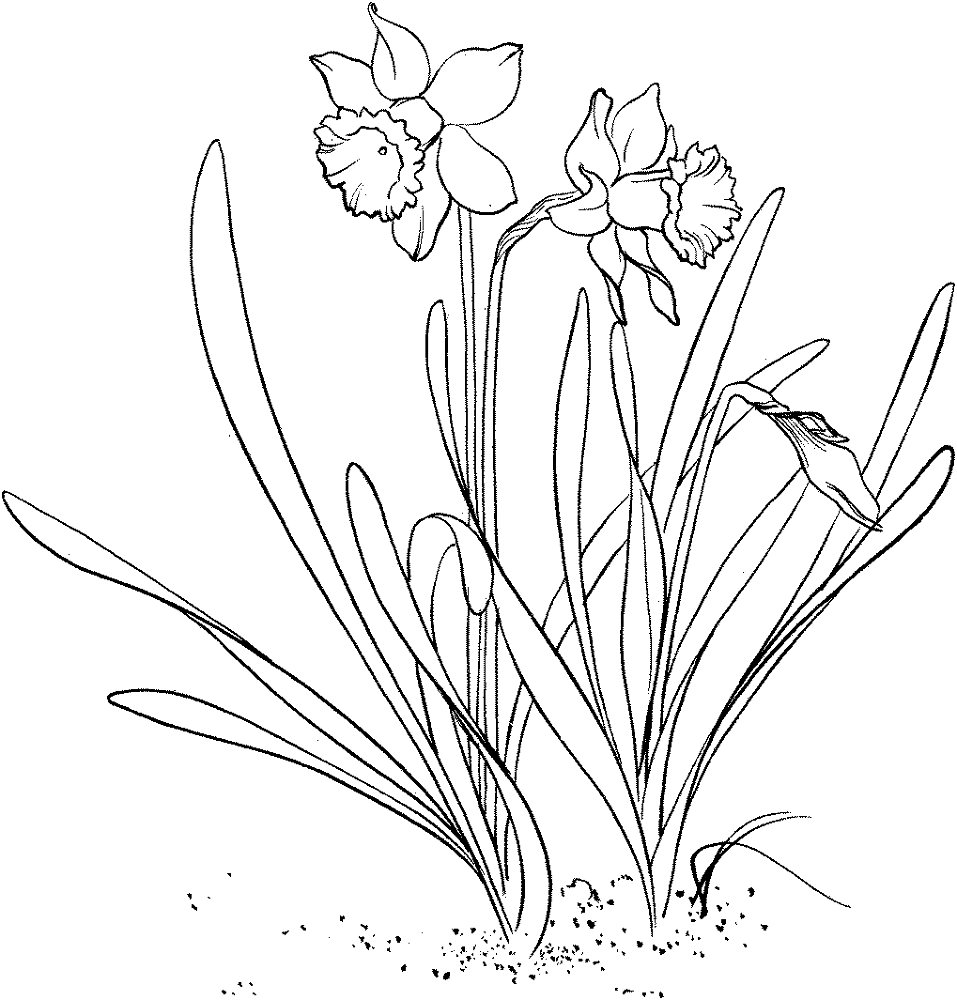 Narcissus 3 Coloring Page Md Coloring Page — Free Printable — free printable coloring page