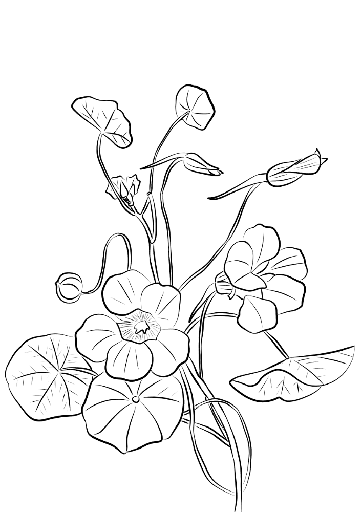 Nasturtium Coloring Page Md Coloring Page — Free Printable — free printable coloring page