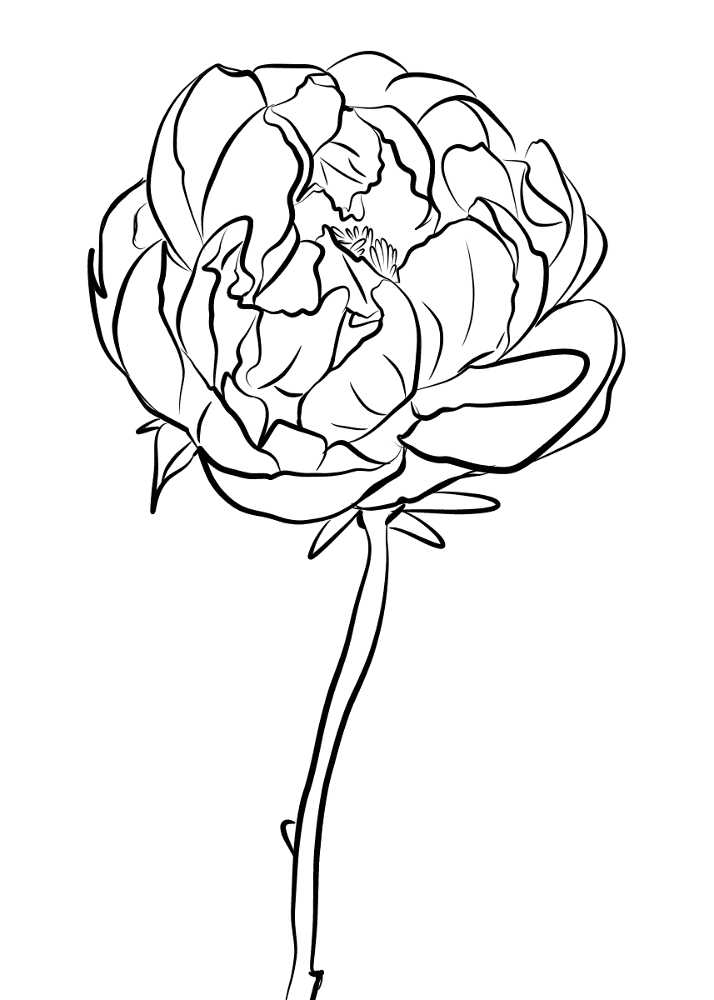 Peony Coloring Page Md Coloring Page — Free Printable — free printable coloring page