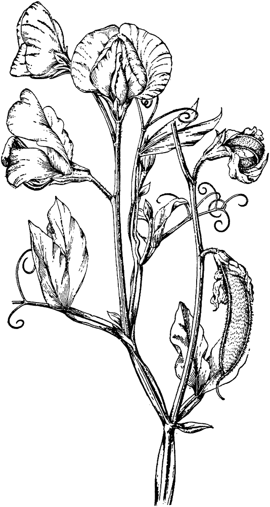 Perennial Pea Or Everlasting Pea Md Coloring Page — Free Printable — free printable coloring page