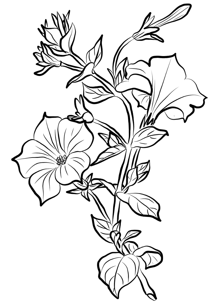 Petunia 2 Coloring Page Md Coloring Page — Free Printable — free printable coloring page