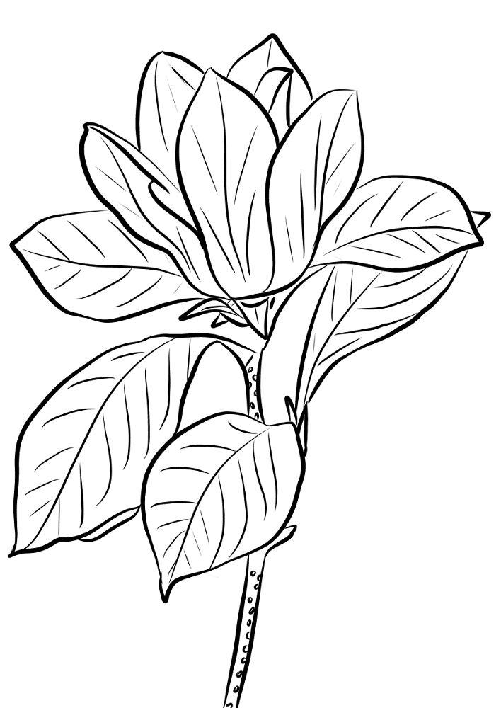 Purple Magnolia Coloring Page Md Coloring Page — Free Printable — free printable coloring page