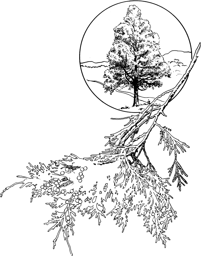 Red Cedar Or Eastern Juniper Coloring Page Md Coloring Page — Free Printable — free printable coloring page