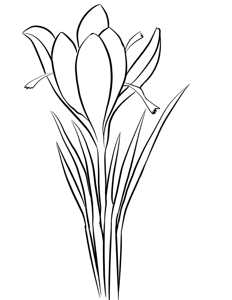 Saffron Crocus Coloring Page Md Coloring Page — Free Printable — free printable coloring page