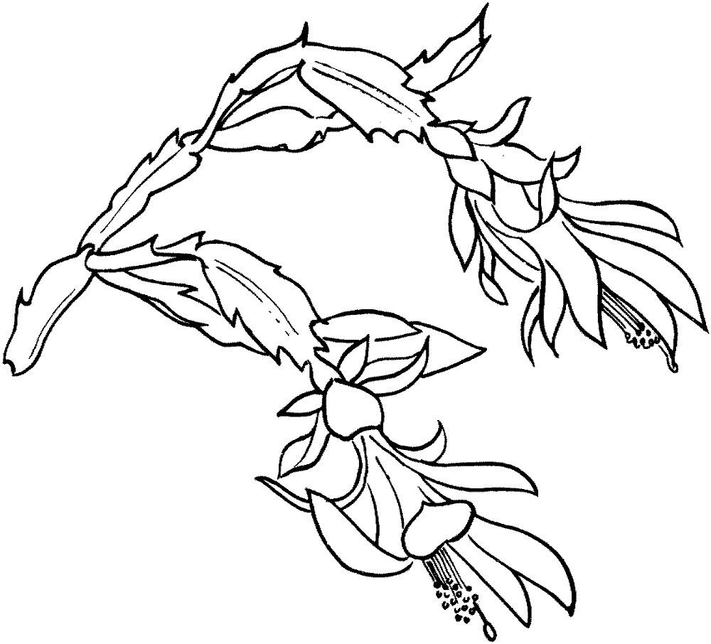 Schlumbergera Bloom Coloring Page Md Coloring Page — Free Printable — free printable coloring page