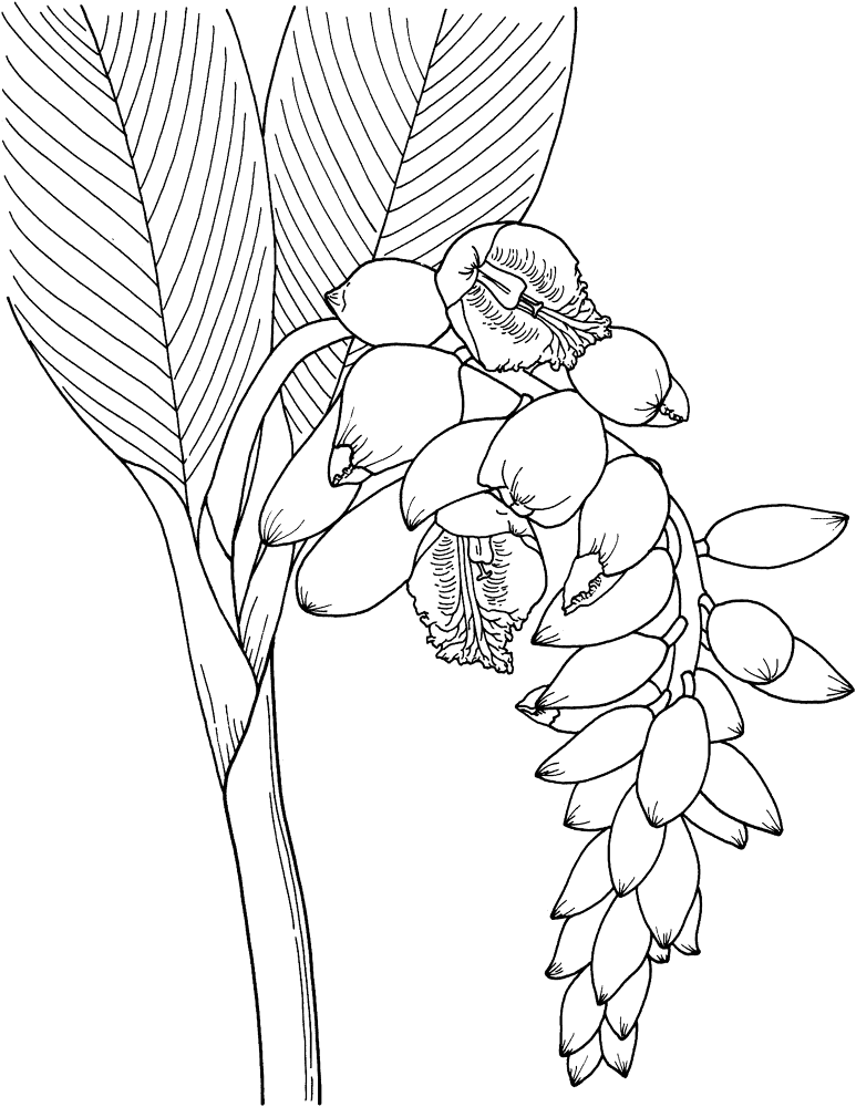 Shell Ginger Flower Coloring Page Md Coloring Page — Free Printable — free printable coloring page