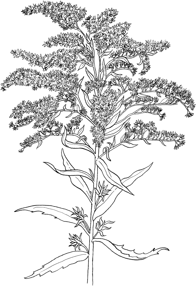 Solidago Or Goldenrod Coloring Page Md Coloring Page — Free Printable — free printable coloring page