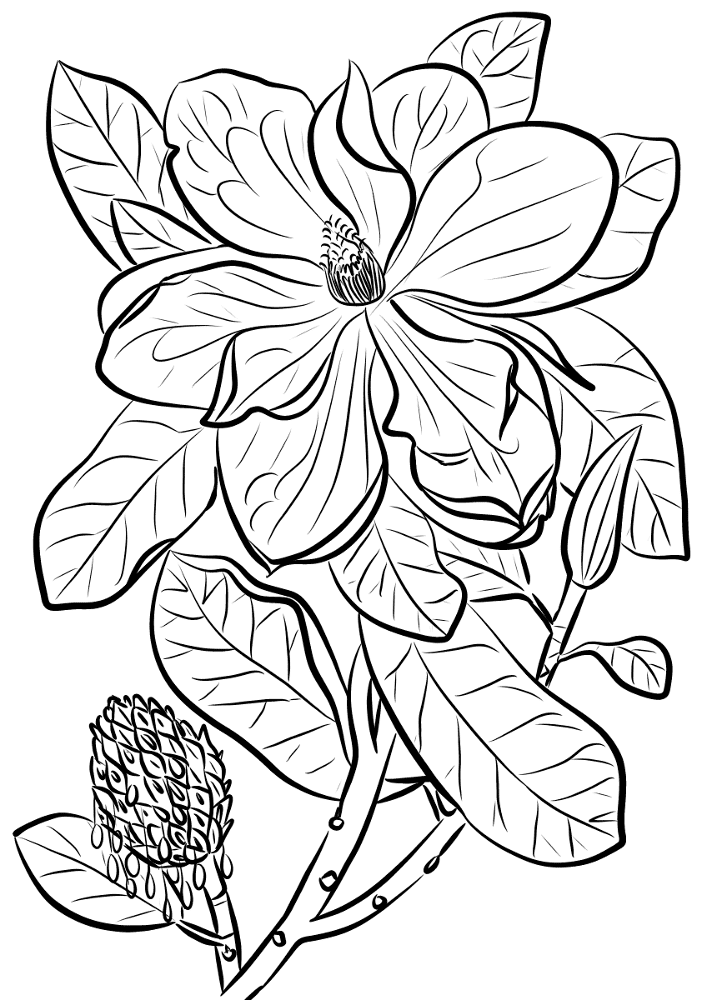 Southern Magnolia Or Bull Bay Coloring Page Md Coloring Page — Free Printable — free printable coloring page