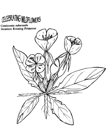 Stemless Evening Primrose Coloring Page Md Coloring Page — Free Printable — free printable coloring page