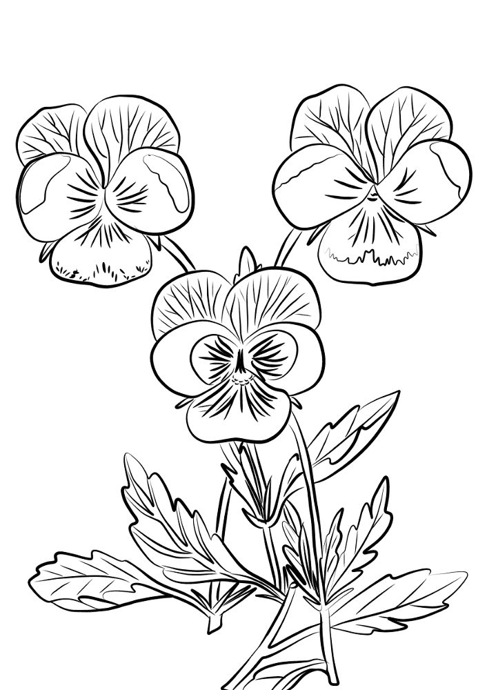 Three Pansies Coloring Page Md Coloring Page — Free Printable — free printable coloring page