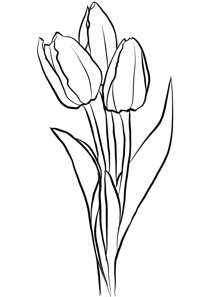 Three Tulips Coloring Page Md Coloring Page — Free Printable — free printable coloring page