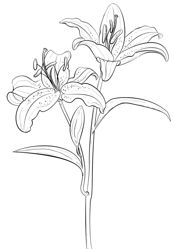 Tiger Lily Coloring Page Md Coloring Page — Free Printable — free printable coloring page