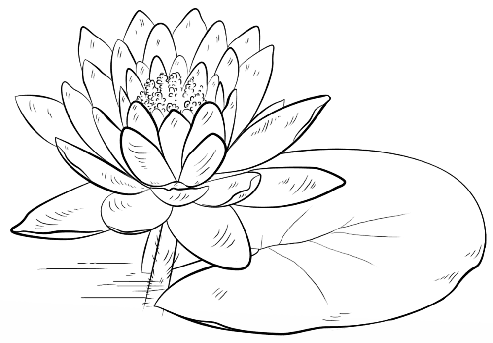 Water Lily And Pad Coloring Page Md Coloring Page — Free Printable — free printable coloring page