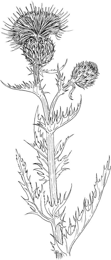 Wavyleaf Thistle Or Gray Thistle Coloring Page Md Coloring Page — Free Printable — free printable coloring page
