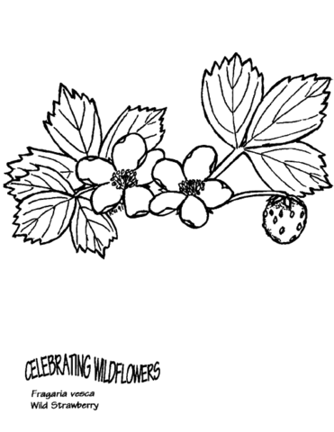 Wild Strawberry Coloring Page Md Coloring Page — Free Printable — free printable coloring page