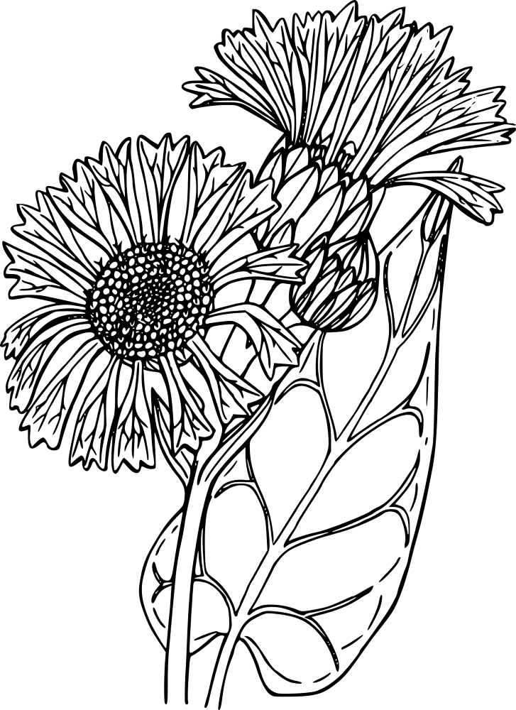 Wildflower 1298072 Coloring Page Md Coloring Page — Free Printable — free printable coloring page