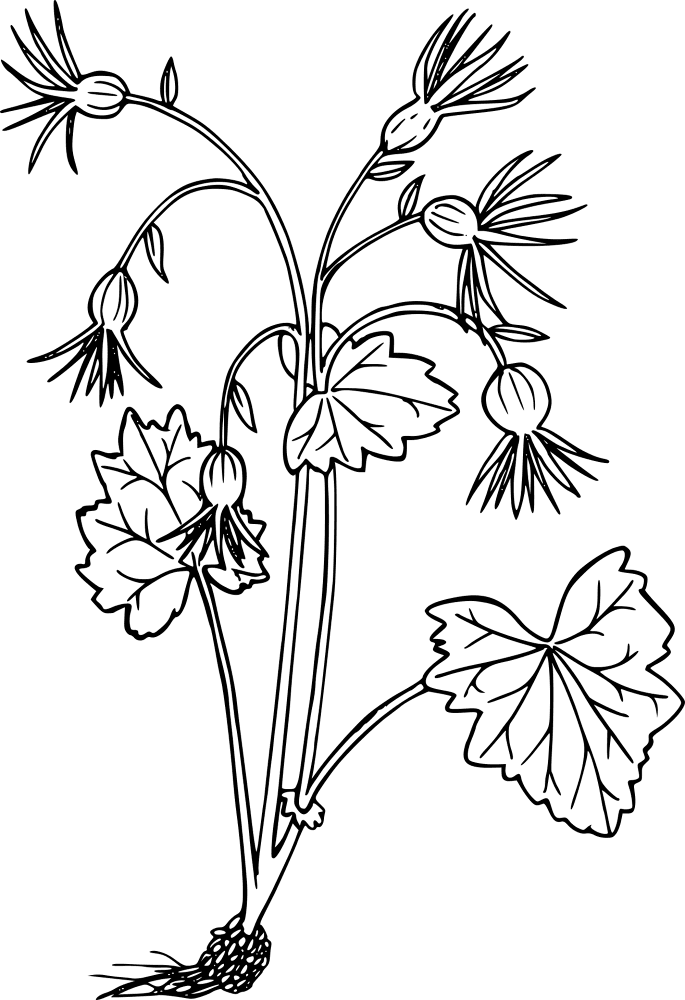 Wildflower 1298089 Coloring Page Md Coloring Page — Free Printable — free printable coloring page