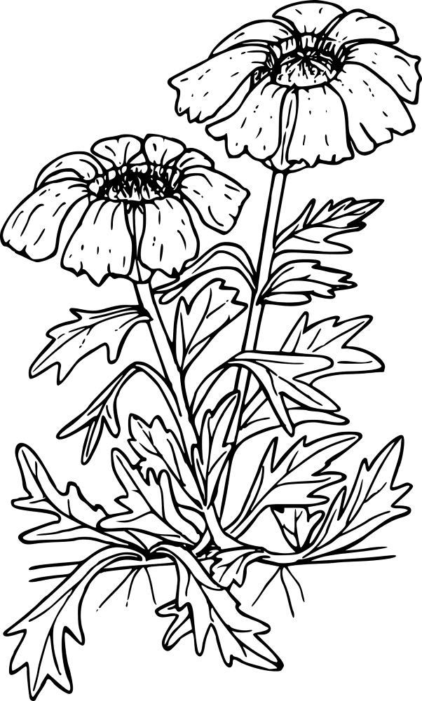 Wildflower 1298234 Coloring Page Md Coloring Page — Free Printable — free printable coloring page
