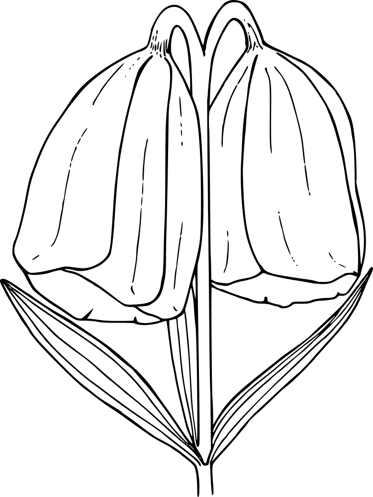 Wildflower 1298243 Coloring Page Md Coloring Page — Free Printable — free printable coloring page