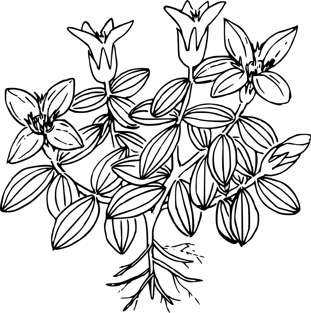 Wildflower 1298251 Coloring Page Md Coloring Page — Free Printable — free printable coloring page