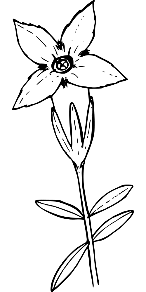 Wildflower 1298252 Coloring Page Md Coloring Page — Free Printable — free printable coloring page