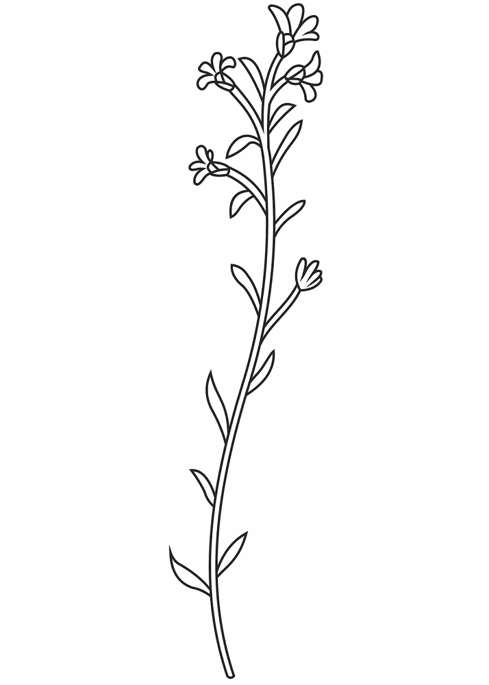 Wildflower Copy Coloring Page Md Coloring Page — Free Printable — free printable coloring page