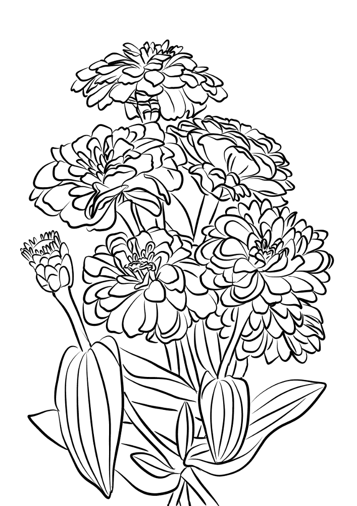 Youth And Age Zinnia Flowers Coloring Page Md Coloring Page — Free Printable — free printable coloring page