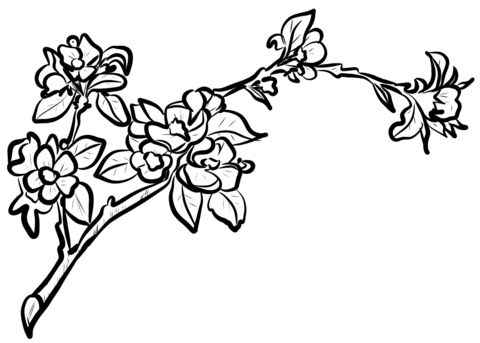 Apple Blossom Branch Coloring Page Md Coloring Page — Free Printable — free printable coloring page