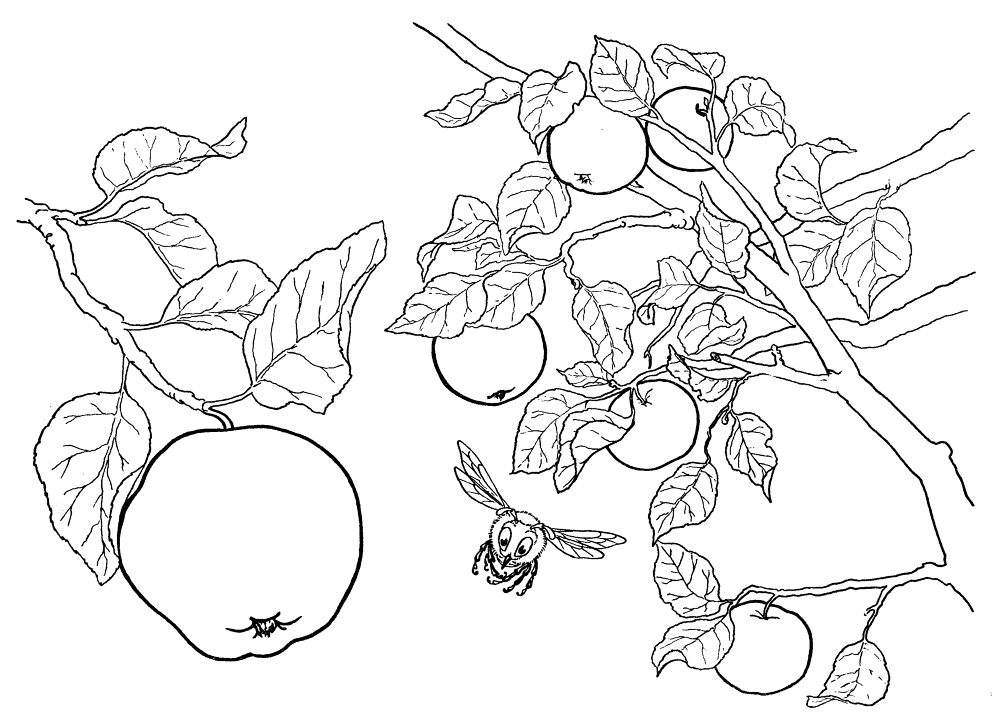 Apples On The Tree Coloring Page Md Coloring Page — Free Printable — free printable coloring page