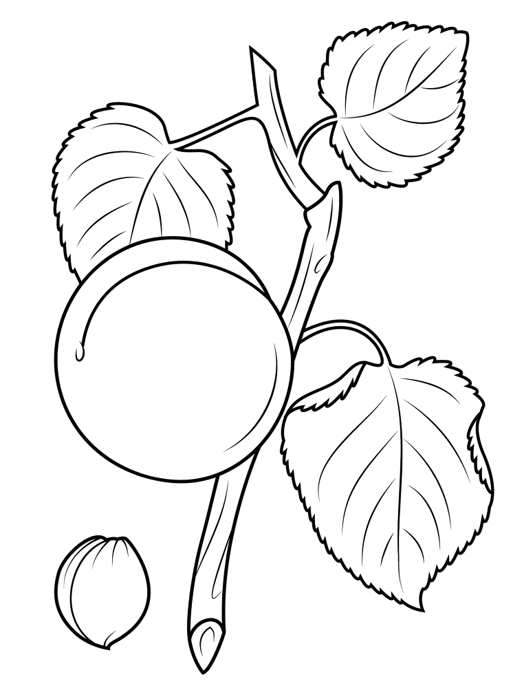 Apricot With Leaves And Branch Coloring Page Md Coloring Page — Free Printable — free printable coloring page