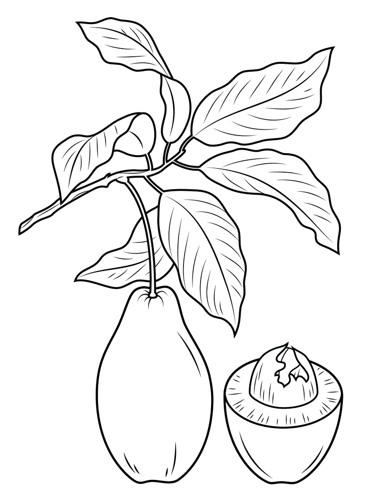 Avacodo 2 Coloring Page Md Coloring Page — Free Printable — free printable coloring page