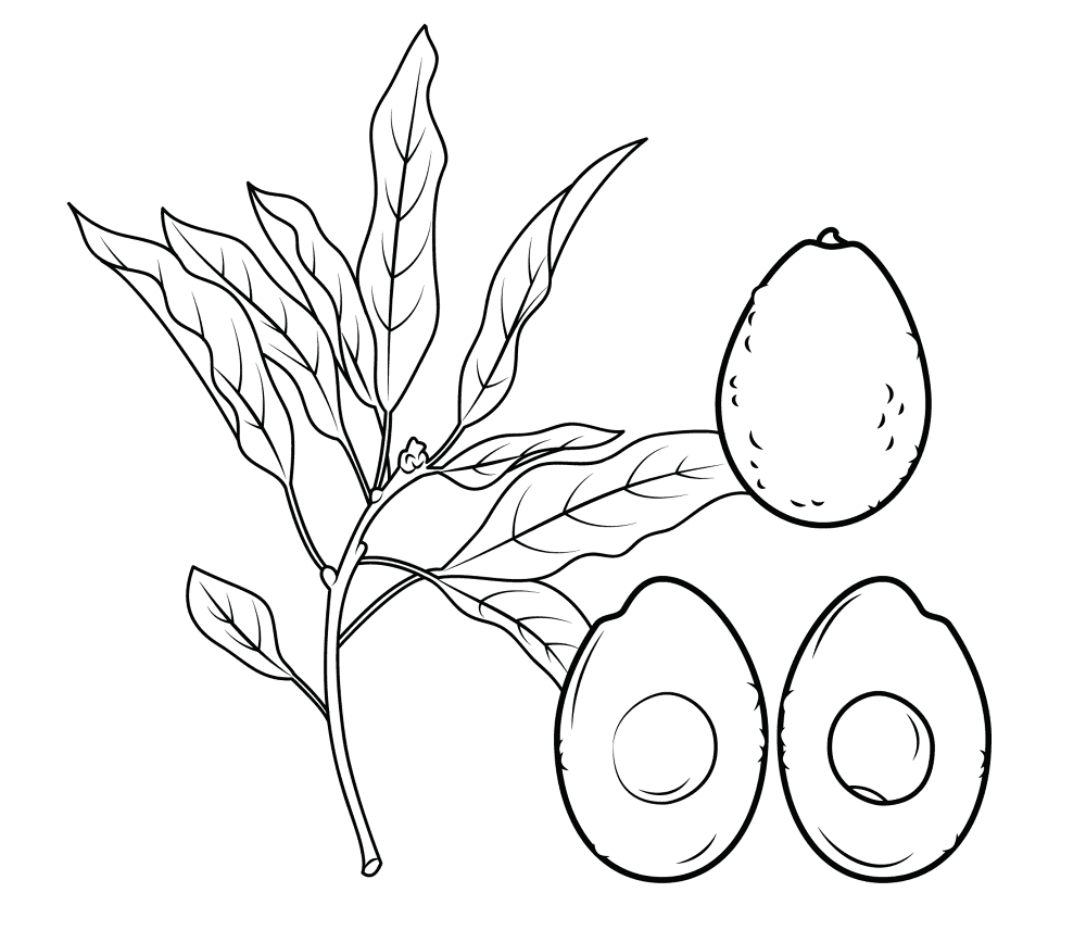 Avocado Coloring Page Md Coloring Page — Free Printable — free printable coloring page