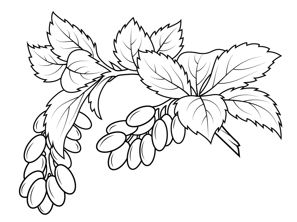 Berberis Coloring Page Md Coloring Page — Free Printable — free printable coloring page