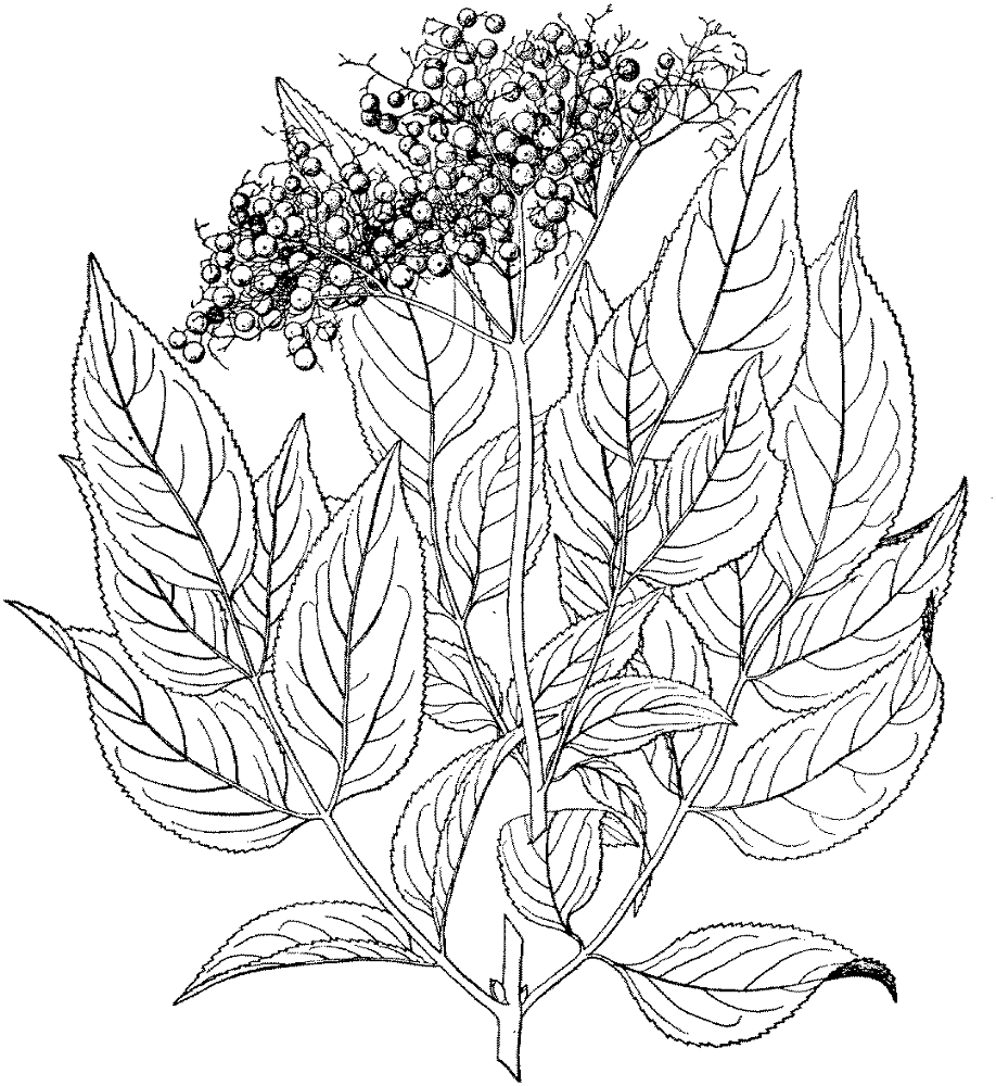 Black Elderberry Coloring Page Md Coloring Page — Free Printable — free printable coloring page