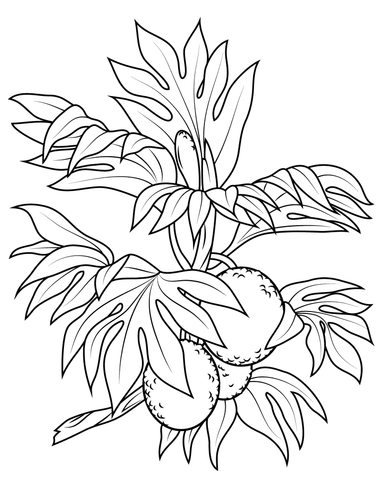 Breadfruit 3 Coloring Page Md Coloring Page — Free Printable — free printable coloring page